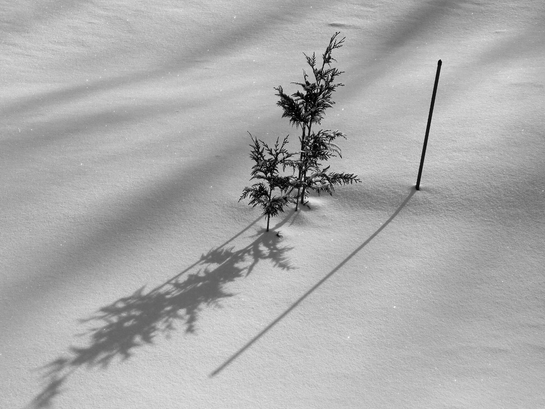 Foto Natjecaj Crno Bijela Fotografija Rezultati Fotoklub Sisak